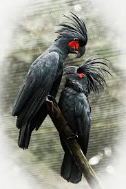 Grey Bird With Large Beak Pin On Tropiki
