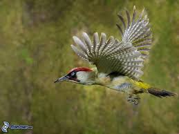 Download and install beautiful birds wallpapers 1.5 on windows pc. Specht Flug Green Woodpecker Wild Animal Wallpaper Woodpecker