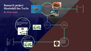 Hawksbill shells slightly change colors, depending on water temperature. Research Project Hawksbill Sea Turtle By Skyler Gulvin