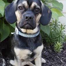 Black And Tan Puggle What Happens When You Cross A Pug With Other Dog Breeds Dog Breeds Puggle Dogs Family Dogs Breeds