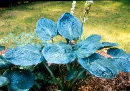 Sometimes referred to as plantain lilies, hostas are reliable plants for both shade and partial sun. Bob S Hosta Planting Tips