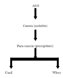 flow chart showing the pathway of whey production download