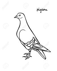 Over the centuries, ink has been used in many different types of art, from calligraphy to tattooing to art sketches and formal drawings. Illustration Of Hand Drawn Cute Pigeon Beautiful Ink Drawing Royalty Free Cliparts Vectors And Stock Illustration Image 59651882
