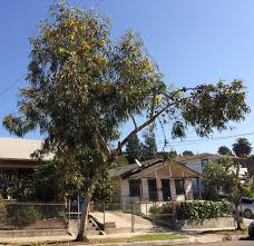 Bark is smooth, mottled white, yellow and grey and shedding at intervals throughout the year. Ufei Selectree A Tree Selection Guide