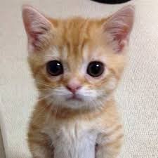 Uykucu Kedi Uykucuu Kedii Twitter