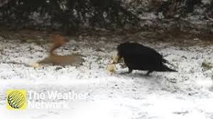 Found in thin woods, abandoned. Squirrel Vs Crow In A Battle To Secure A Stash Of Winter Food Supply Youtube