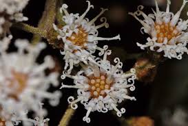 Image result for Vernonanthura polyanthes