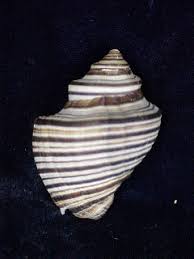 Image result for Pseudopod Ospermum