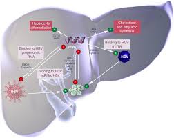 Image result for mir