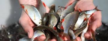 как быстро почистить окуня от чешуи в домашних условиях Kak Pochistit Okunya Sposoby Lyogkoj I Bystroj Ochistki Ryby Chto Dlya Etogo Nuzhno