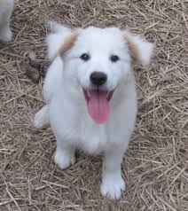 Check spelling or type a new query. Georgia A 4 Month Old Border Collie Lab Mix Female Puppy Available For Adoption In Hohenwald Tn Mixed Breed Puppies Cute Little Animals Puppies