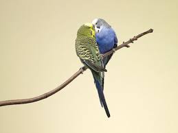Blue parakeets are lively and highly intelligent birds. Breeding Your Own Parakeets