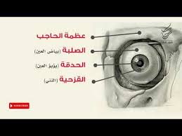 طريقة رسم العين شرح تفاصيل مهمة في التشريح رسم العين تشريح anatomy youtube art