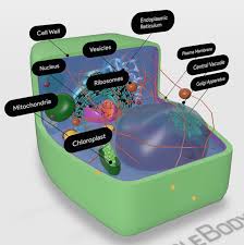 An animal cell ranges in size from 10 to 30 µm. Building It Up And Breaking It Down Photosynthesis Vs Cellular Respiration