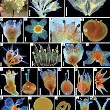 Image result for Cuscuta abyssinica