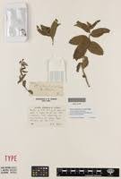 Image result for Acalypha caperonioides