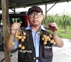Hunan literature and art publishing house. Anim Agro Technology Longan Edaw Dan Pingpong Di Miri
