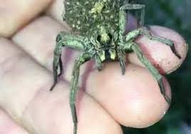 We did not find results for: Wolf Spider Momma Carries Babies On Her Back Video Dailymotion