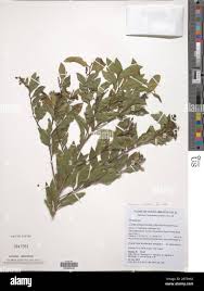 Image result for Campylospermum