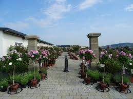 Rosenpark Dragerdas Rosarium Des Rosenparks Drager Erstreckt Sich Uber Eine Sanfte Anhohe Am Ortseingang Zu Fussen Liegt Das Rosend In 2020 Garten Rosensorten Pflanzen