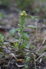 Image result for Alectra sessiliflora