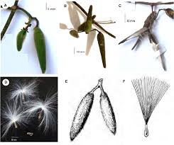 Image result for Marsdenia angolensis