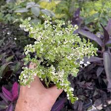 Image result for Pilea microphylla