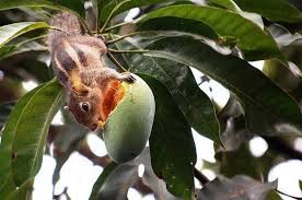 A Squirrel Eating His Daily Mango Mango Tree Plants Growing Food