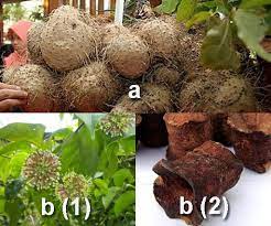 Meski hasil budidaya rumahan, tumbuhan obat herbal atau lebih sering dikenal dengan apotik hidup ini mempunyai efek yang cukup baik untuk kesehatan tubuh manusia. 99 Macam Tanaman Obat Keluarga Toga Lengkap Khasiat Dan Gambarnya Berita Pertanian Mitalom