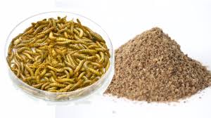 Les vers sont dans une boite de 30x20x15 percé sur le dessus, au sol de la farine et des carotte ou autre legume de la sorte pour euux boir. L Elevage D Insectes Pour L Alimentation Animale Farine D Insecte Ynsect