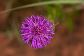 Image result for Vernonia galpinii