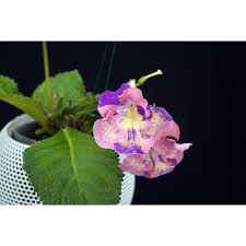 Image result for Streptocarpus solenanthus × eylesii