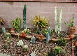 Indoor cactus garden for indoor gardens you may use flower pots. Planing Cactus Garden Cactus Info