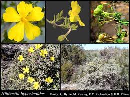 Image result for Hibbertia