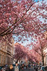 Is the cherry blossom japan's national flower? Where To Find Cherry Blossoms In Bonn Germany Photo Spots Tips More