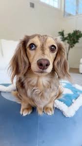 Honey Weiner's Instagram, Twitter & Facebook