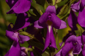 Image result for Brachycorythis pleistophylla