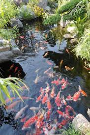 Koi varieties are distinguished by coloration, patterning, and scalation. Beautiful Koi Pond As Water Feature For Your Yards Koifishponds Ponds Backyard Goldfish Pond Koi Pond