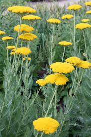 They'll also stay away from toxic plants. Repelling Deer In The Yard Is As Simple As The Plants Triblive Com