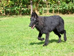 Ücretsiz belçika kurdu köpek sahiplendirme i̇lanları | sahibinden.com. Belcika Kurdu Manji Satista