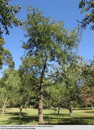 Image result for Craibia grandiflora