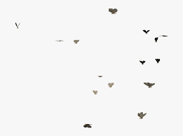 Thousands of new butterfly png image resources are added every day. Swarm Of Butterflies Png Transparent Butterfly Gif Png Free Transparent Clipart Clipartkey