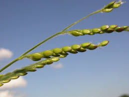 Image result for Eriochloa