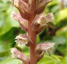 Image result for Orobanche