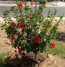 The hibiscus syriacus (rose of sharon) is a large hardy shrub that grows in northern climates. Hibiscus Shrub Tree