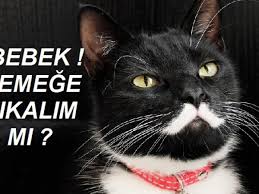 Kediler Lanlarini Nasil Belirler Sihirli Kadin