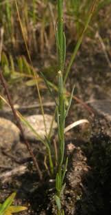 Image result for Limeum sulcatum