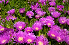 Ice plants are most reliably perennial in the drier, less humid climates of the western us. Ice Plant Lovetoknow