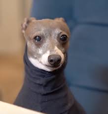 Light sweater for italian greyhound/whippet, handmade by @flokitheiggy (insta) grandma in colombia. Oh Hell Yeah Mint Bees Some Kermit Highlights From Jennas New