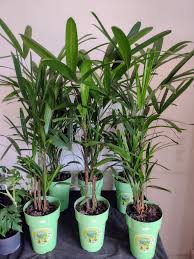 Image result for Raphia rostrata